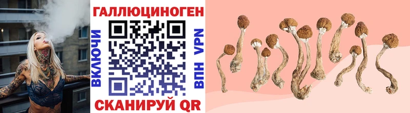 Псилоцибиновые грибы Psilocybine cubensis  блэк спрут ссылки  Избербаш 